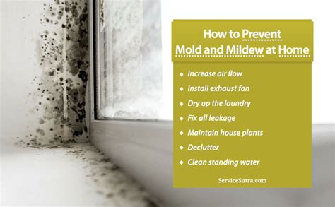 The Magic Mold Removal Method for Stubborn Mold